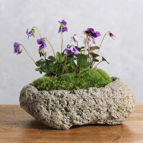 楽天市場】山野草 寄せ植えの通販