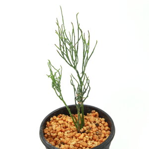 iR쑐jV_irj}co@WсiYCREjVLj@3i1j