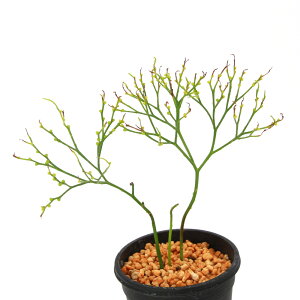 iR쑐jV_irj}co@ՎiLViMj@3i1j