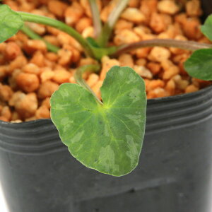 iR쑐jinqELJ@uKIozCg@2D5i1|bgjixԁj