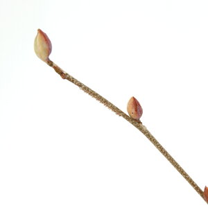 iR쑐j~́@JIgT~YL/jICgT~YLiy؁j@5i1|bgjixԁj