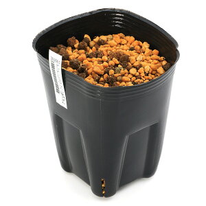 iR쑐jeiVEiV쐯jATG}@wMAkiArisaema@Lihengianumj3i1|bgj