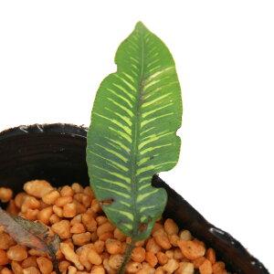 iR쑐jV_irjwV_@pY@͗lti͗rj3i1|bgjΐN