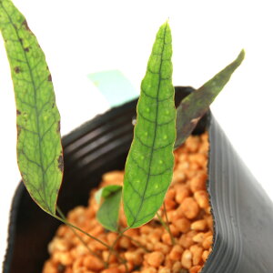 iR쑐jV_irjq^JmnE{V@pYiPmHj@3i1|bgjΐN