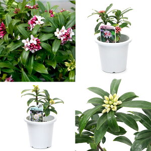 iR쑐j~́@W`EQiԁj@gZbgi1Zbgjixԁj