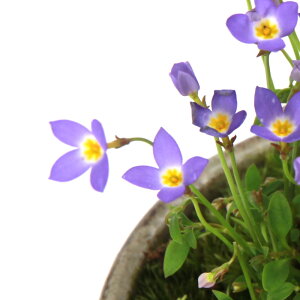(山野草)苔盆栽 ヒナソウ 青花 益子焼鉢植え 炭化(1ポット)