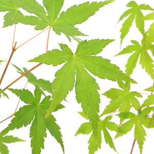 iR쑐j~́@~W@Cn~WiɘCggtj3i1|bgjixԁj