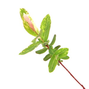 (山野草)盆栽 斑入り柳 ハクロニシキ 2.5〜3号(1ポット)(休眠状態)