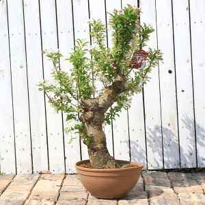 iR쑐j_@~́@~}JChEi[RJChEj8i1ji392811jixԁj