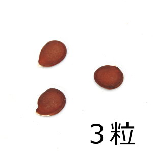 iϗtAjq@I[Lbhc[iԁj̎i3jۏ؂Ȃ@֓