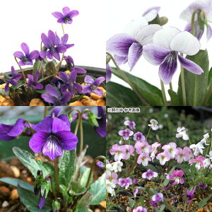 iR쑐jX~i俁jXlC̃X~3Zbg{i킨܂c@2D5`3i6|bgZbgjixԁj