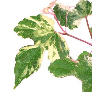 (山野草)盆栽 斑入りノブドウ(エレガンス)(1ポット)(休眠状態)