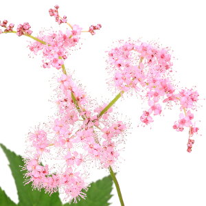 iR쑐jLEJmRi̎qj3i1|bgjixԁj