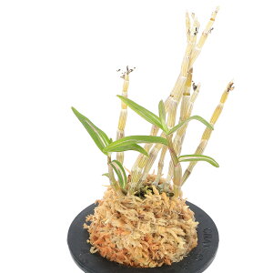 iR쑐j`EZCij@̐i}cmLj@3i1jixԁj