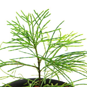 ieEj_@JXAispD@j[JhjAYi1ji392928j