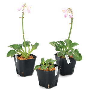 iR쑐jM{EVi[j@u[}EXC[Y@3i1|bgjixԁj