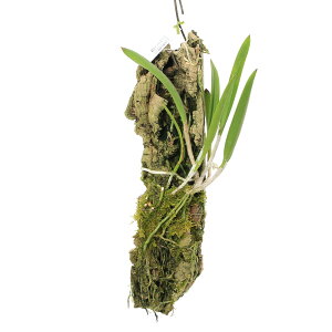 iϗtAjm@ubT{@mhT×JgAz@RNti1j