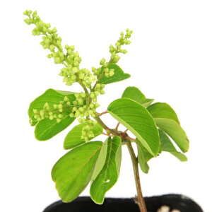 (山野草)盆栽 クマヤナギ(熊柳)3号(1ポット)(休眠状態)