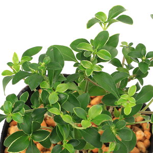 iR쑐jRE`EM/RE`EJi؁Agԁj@3i1|bgjixԁj