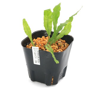 iR쑐jV_irjmzNn@pY@3i1|bgjΐN