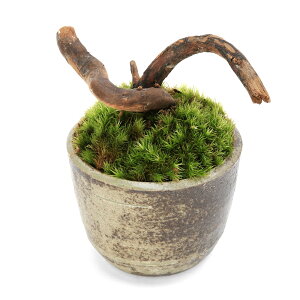(盆栽)苔盆栽 流木 穴有益子焼植木鉢(炭化)(1鉢)