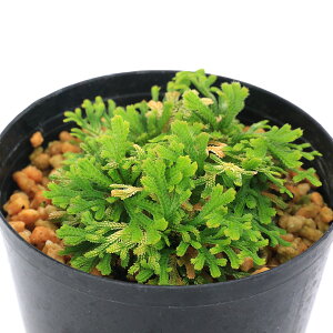 iR쑐jV_irjinCqo@؁iREQj2D5`3i1|bgjÓT|