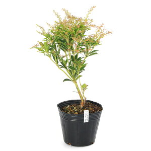 i~́jAZrin؁j@ԁ@4i1j