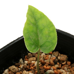 �i�R�쑐�j�J���A�I�C�i�����j�A�T�����@�y�e���b�e�B�@ �x�g�i���@�^���_�I�Y�iAsarum�@petelotii�@�g�����j�@3���i1�|�b�g�j