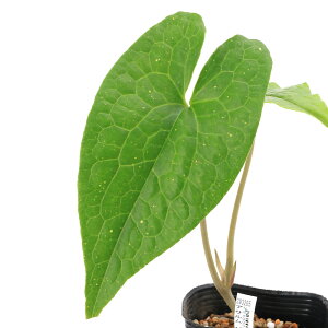 �i�R�쑐�j�J���A�I�C�i�����j�A�T�����@�y�e���b�e�B�@�x�g�i���@�T�p�@Ban�@Khoang�Y�iAsarum�@petelotii�j�@3���i1�|�b�g�j