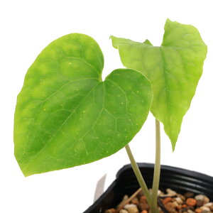 �i�R�쑐�j�J���A�I�C�i�����j�A�T�����@�y�e���b�e�B�@�x�g�i���@�n�U���Y�iAsarum�@petelotii�@�g�����j�@3���i1�|�b�g�j
