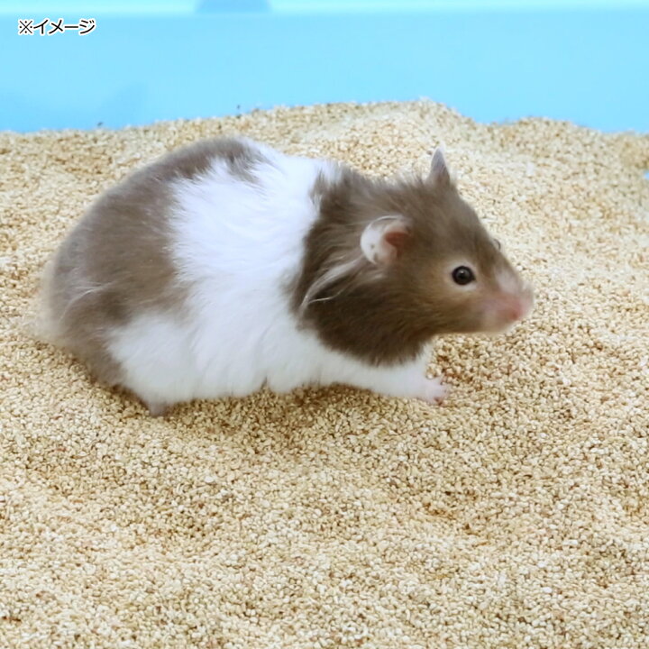 半額SALE☆ 国産 フトアゴのくるみリター 15L 3L×5 天然 消臭 敷材 床材 トイレ砂 国産 フトアゴのくるみリター 3L 天然 消臭 敷材 床材 トイレ砂