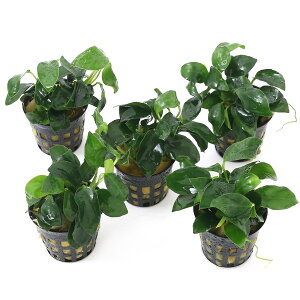 ijAkrAXii@v`itji5|bgj