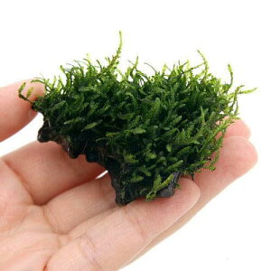 ij琬ρ@t[Xt@؁@~jTCYi_ji3{j