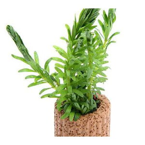 ijCt}`ij^@iZAitji_ji1j