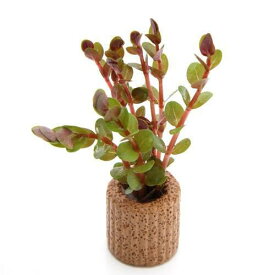 楽天市場 水草 販売 ロタラインディカの通販