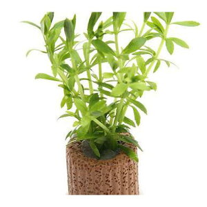 ijCt}`ijxgiS}mnOTitji_ji1j