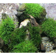 （水草）★育成済★　ウィローモス　流木　ミニサイズ（8cm以下）（水中葉）（無農薬）（1本）