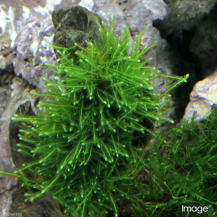 楽天市場 水草 育成済 ウィローモス 流木 ミニサイズ ８ｃｍ以下 水中葉 無農薬 ３本 北海道航空便要保温 Charm 楽天市場店