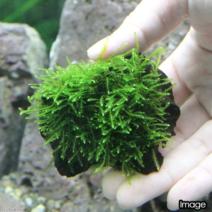 楽天市場 水草 育成済 ウィローモス 流木 ミニサイズ ８ｃｍ以下 水中葉 無農薬 ３本 北海道航空便要保温 Charm 楽天市場店