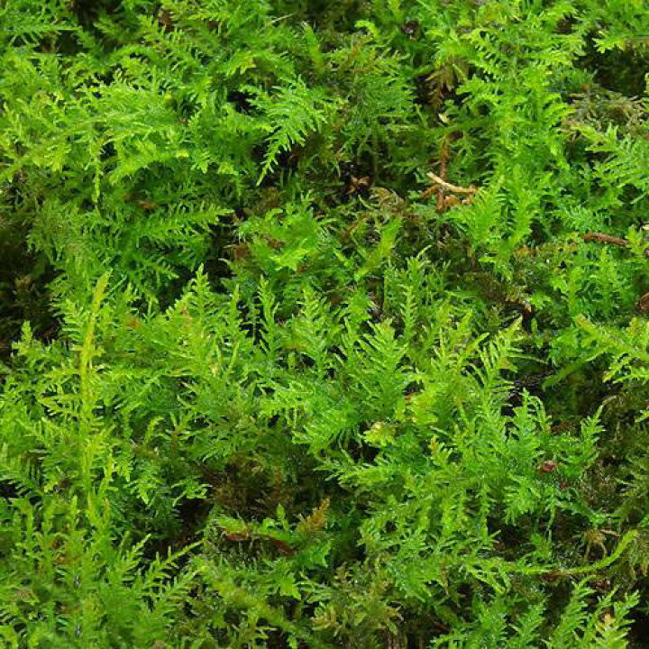 楽天市場 観葉植物 苔 シノブゴケ 2パック分 Charm 楽天市場店 楽天市場 観葉植物 苔 シノブゴケ 2パック分 Charm 楽天市場店