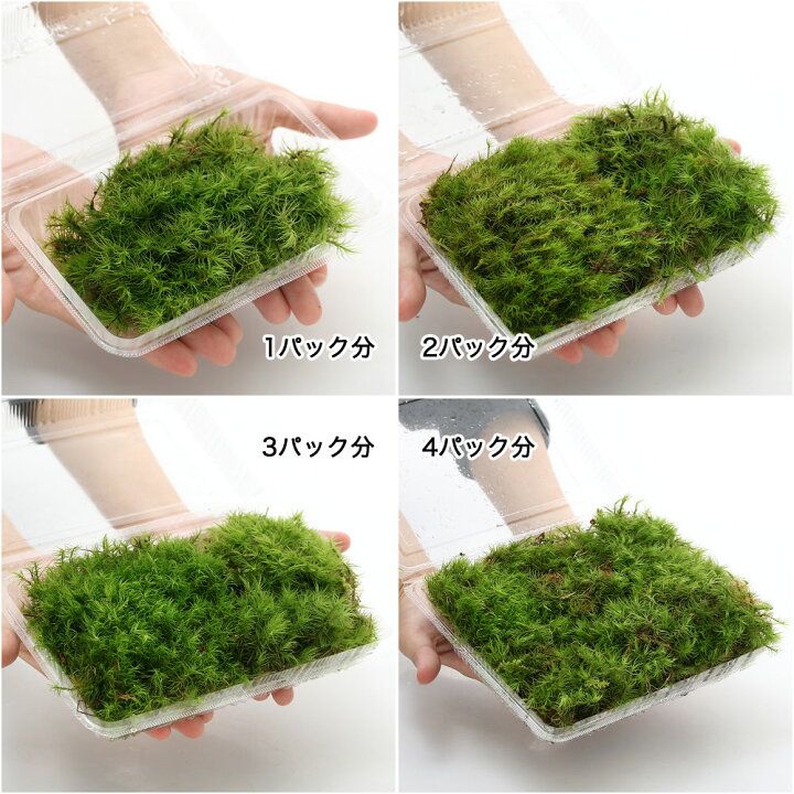 大人も着やすいシンプルファッション 観葉植物 苔 シッポゴケ 2パック分 Riosmauricio Com 大人も着やすいシンプルファッション 観葉植物 苔 シッポゴケ 2パック分 Riosmauricio Com