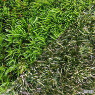 （観葉植物）テラリウム　苔　ヤマゴケ（ホソバオキナゴケ・アラハシラガゴケ）　4パック分