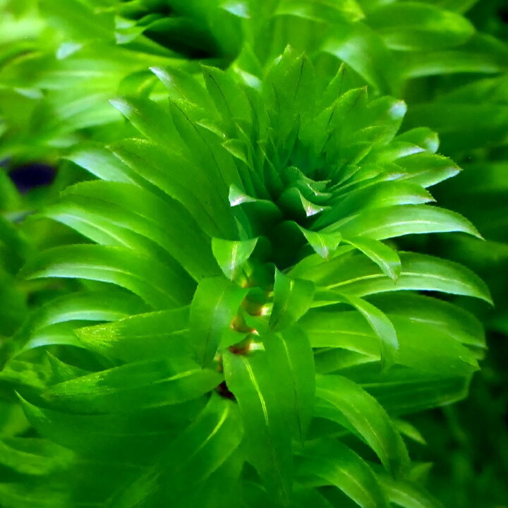 天然水草セット 無農薬アナカリス オオカナダモ 成長点付アナカリス１０本セット 金魚藻