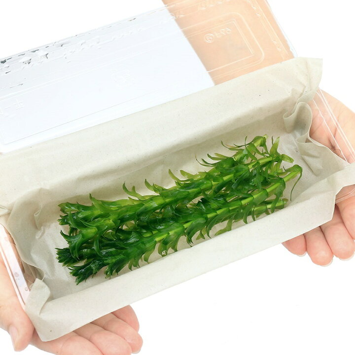 351円 高価値 水草 メダカ 金魚藻 国産 マルチリングブラック 黒 無農薬アナカリス