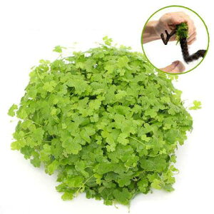 ijā@I[XgA@m`h[@LTCYitji_ji1j