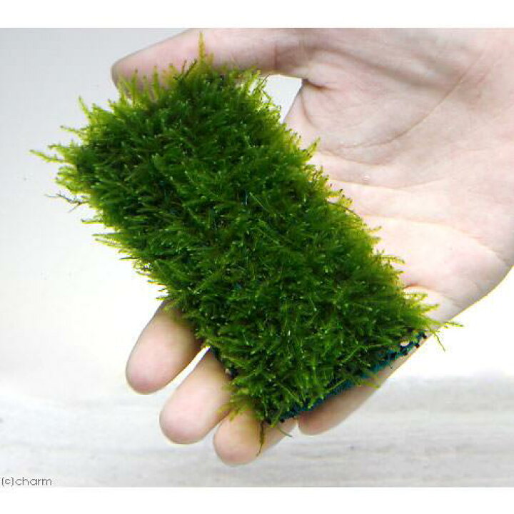 楽天市場】（水草）☆育成済☆ ウィローモス マット（3個）10cm 