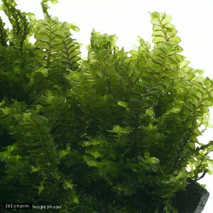 ijnlSPspDJ[Yitji_ji3Jbvj