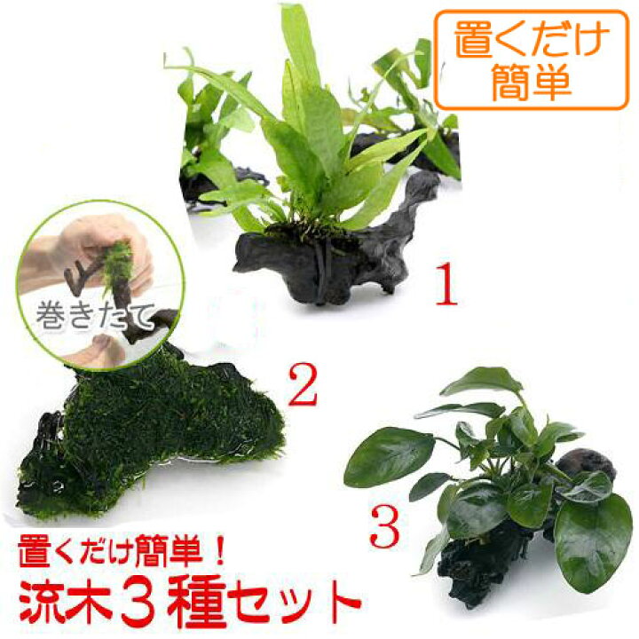 楽天市場 水草 置くだけ簡単 水草付き流木３種セット ミクロ アヌビアス モス 水上葉 Charm 楽天市場店