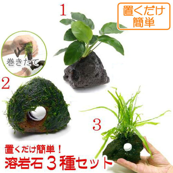 楽天市場 水草 置くだけ簡単 水草付き溶岩石３種セット 水上葉 Charm 楽天市場店