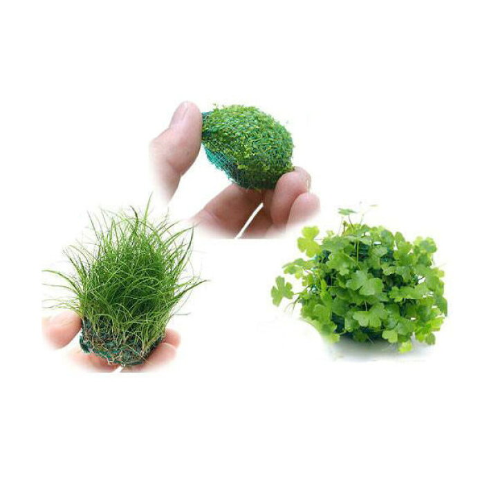 楽天市場 水草 置くだけ簡単 水草ボール 水中葉 無農薬 ３種セット Charm 楽天市場店